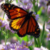 Indigo Monarch Athena - Image 2