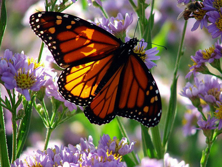 Indigo Monarch Athena - Image 2