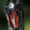 Indigo Monarch Athena - Image 3