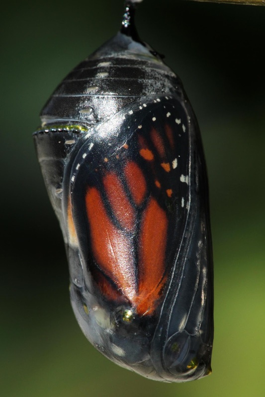 Indigo Monarch Athena - Image 3
